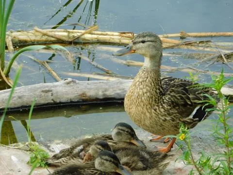 Duck with ducklings Fotos Stock