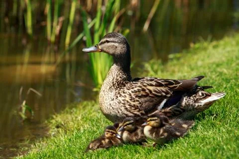 Duck with ducklings Stock Photos
