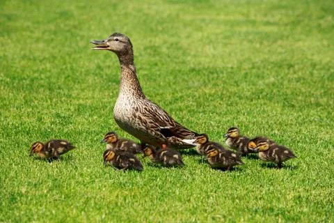Duck with ducklings Stock Photos