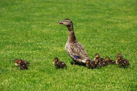 Duck with ducklings Фото