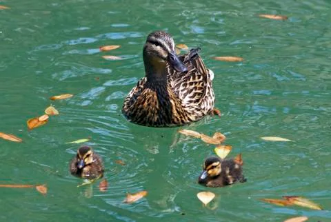 Duck with ducklings. Stock Photos