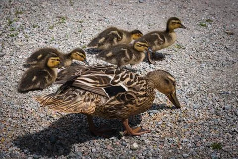 Duck with the ducklings Foto stock