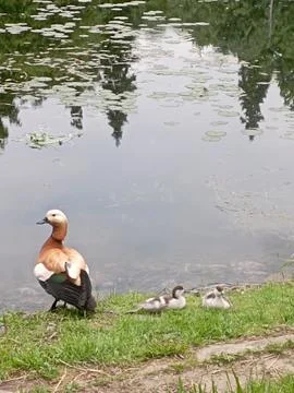 Duck with ducklings 库存照片