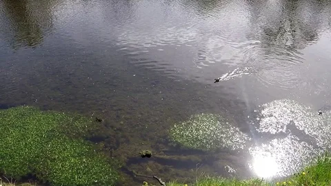 Duck with ducklings in a pond Stock Footage 77865071