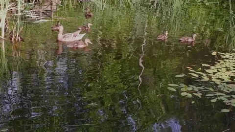 Duck with ducklings in the pond Stock Footage 158702074