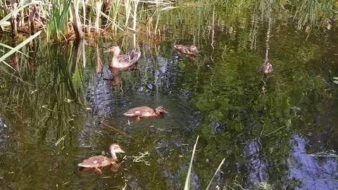 Duck with ducklings in the pond Stock Footage 159011346
