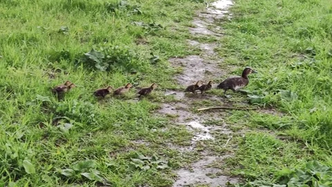 Duck with ducklings quickly cross the road and hide in the grass Stock Footage 130963340
