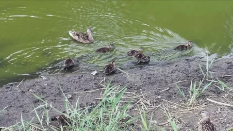 A duck with ducklings on the shore, creating a touching scene of family car.. Stock Footage 311817406