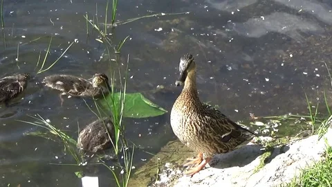 Duck with ducklings on the shore Stock Footage 77209612