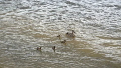 Duck with ducklings sways on the waves in 4K Stock Footage 135919487