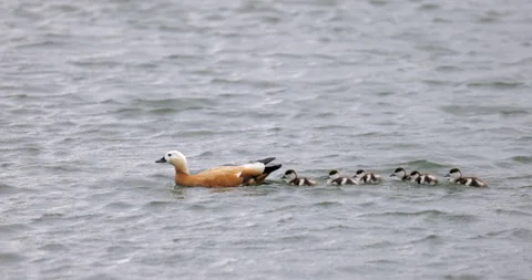 Duck with ducklings swim Stockbeeldmateriaal 196301492