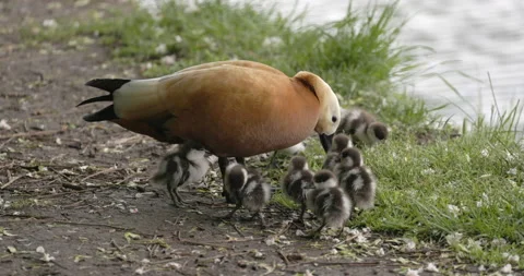 Duck with ducklings swim Stockbeeldmateriaal 196301949