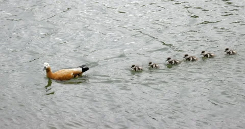 Duck with ducklings swim Stockbeeldmateriaal 196302102