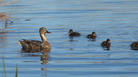 Duck with ducklings swimming Stock Footage 160903423