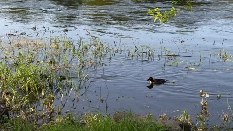 Duck with ducklings swimming in  river Stock Footage 274650959