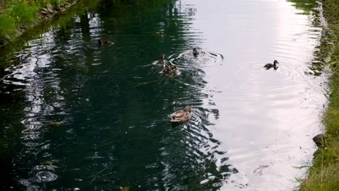 Duck with ducklings swims on the pond Stock Footage 201054857