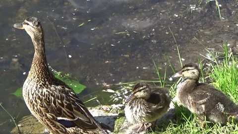 Duck with ducklings on the water Stock Footage 79924890