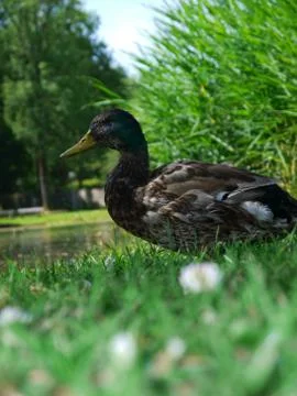 Duck Ducks Stock Photos