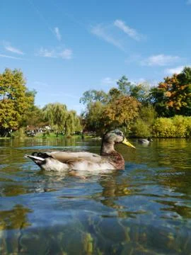 Duck Ducks Stock Photos