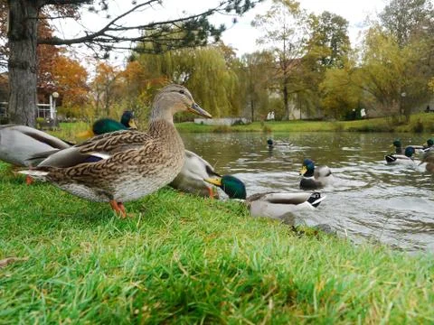 Duck Ducks Stock Photos