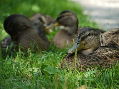 Duck ducks Stock Photos