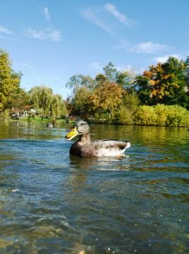 Duck Ducks Stock Photos