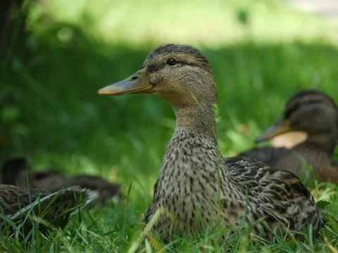 Duck ducks Stock Photos