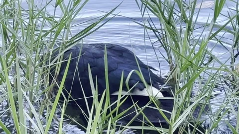 Duck ducks underwater Stock Footage 165083810