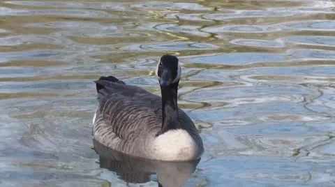 Duck eating bread on freshwater. Stock Footage 47072147