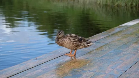 The duck eating bread near the river Stock Footage 152279612