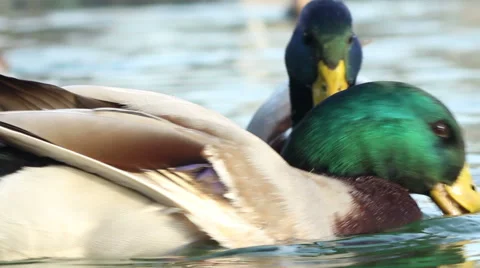 Duck Eating Fish Видео 44131493