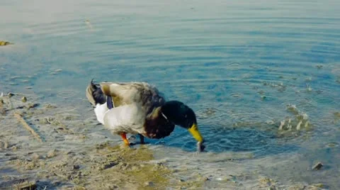 Duck eating 库存影片 8921202