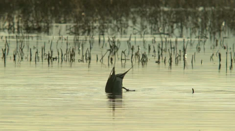 Duck eating Stock Footage 36006759