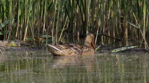 Duck eating Video stock 90607820