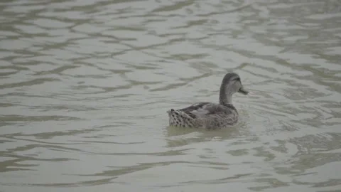 Duck eating Stock Footage 193993044