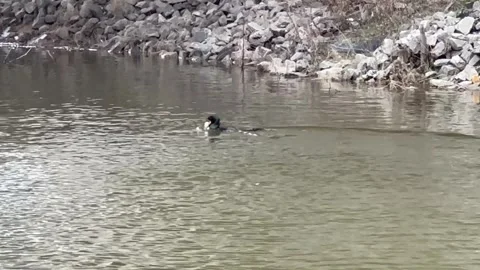 Duck eating freshly caught fish lunch while swimming Stock Footage 341675837