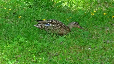 Duck eating on a grass Stock Footage 82703135