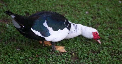 Duck eating grass Stock Footage 97980440