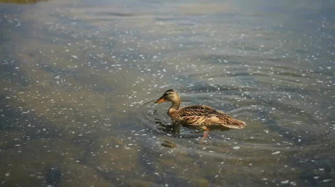 Duck Eating HD Video stock 775973