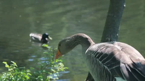 Duck eating a piece of bread Video stock 11099803