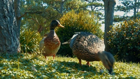 A duck is eating something in the grass, pecking. Stock Footage 113353199