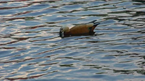 Duck eats amid the glare of the water.MTS Stock Footage 49665114