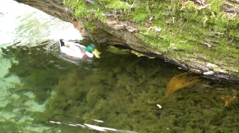 A duck eats and swims. Vídeos de archivo 36973887