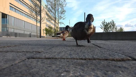 Duck eats bread. 4K. Stock Footage 100610192