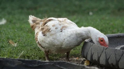 Duck eats feed 動画素材 79762447