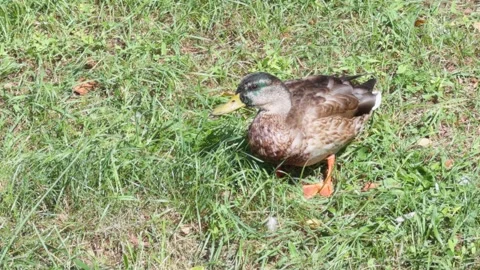 A duck eats grass on a lawn Stock Footage 345833108