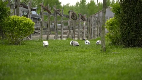 The duck eats on the lawn against the background of the fence Video stock 91225968
