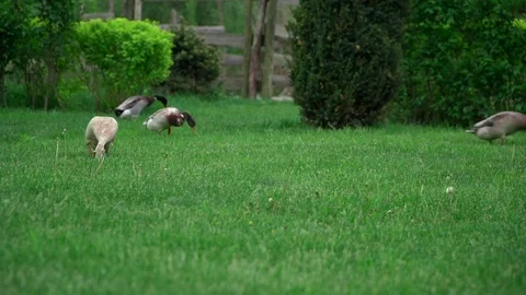 The duck eats on the lawn Stock Footage 91225947