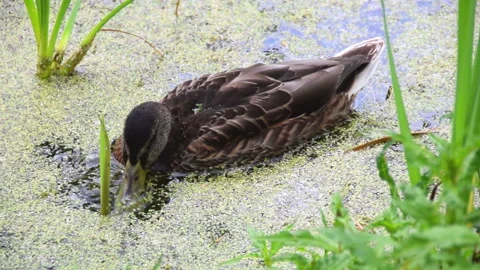 Duck eats tina moss in water and swims Stock Footage 110503188