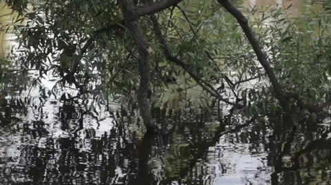 Duck eats tree in water Vídeos de archivo 52581004
